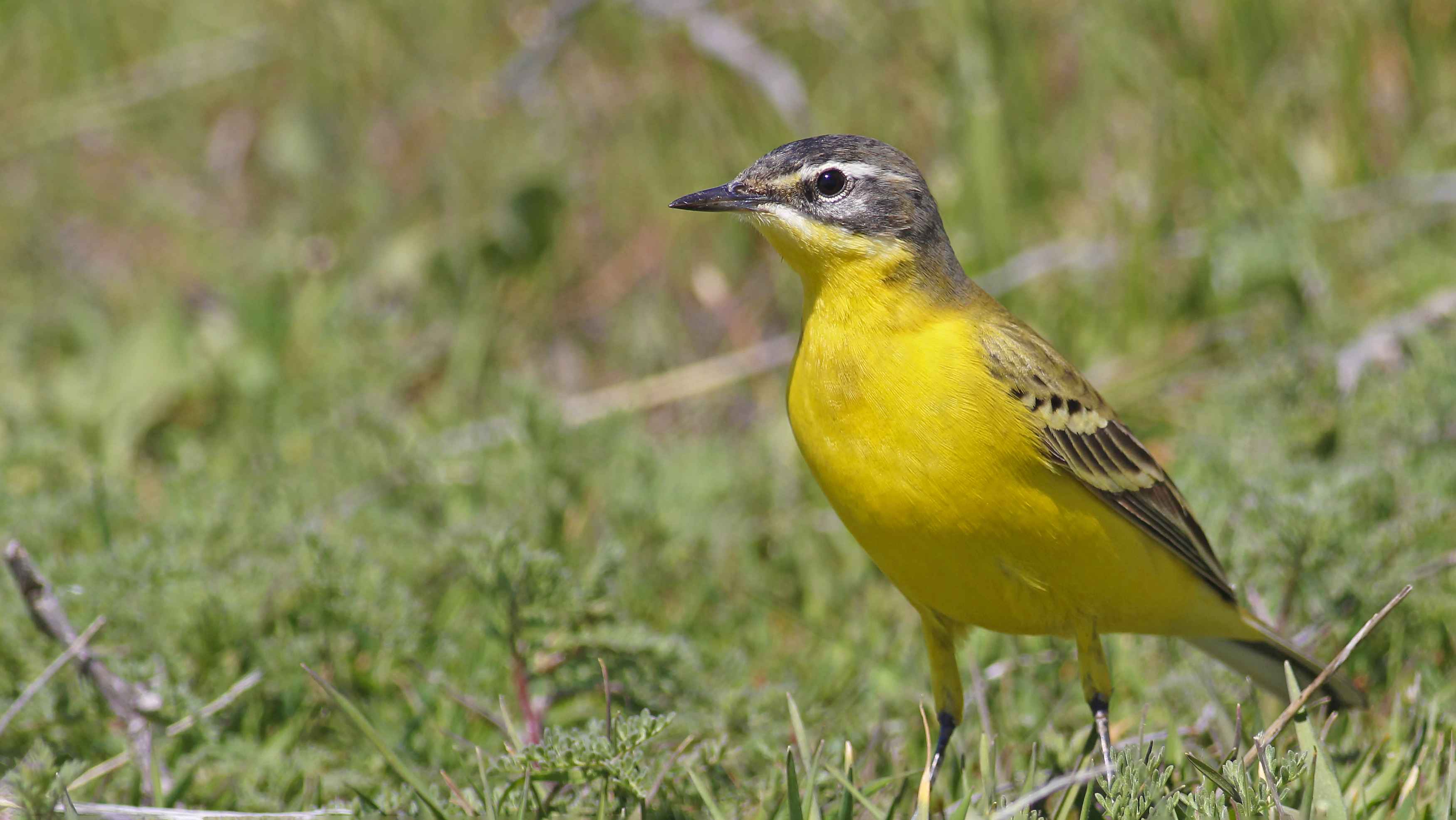Gray Wagtail